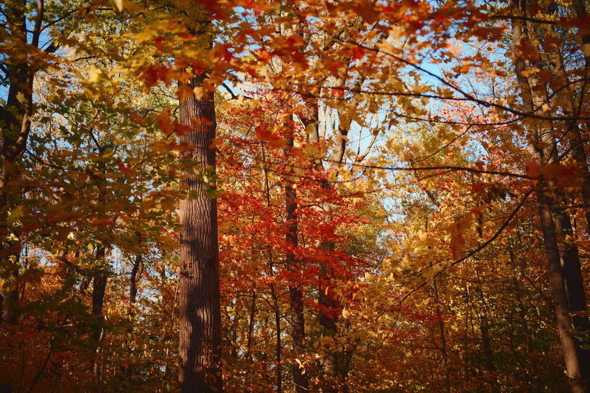 The Foliage Long Weekend